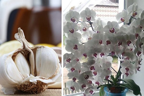 Готовим чесночную смесь — настоящее спасение для орхидей! Через месяц .
